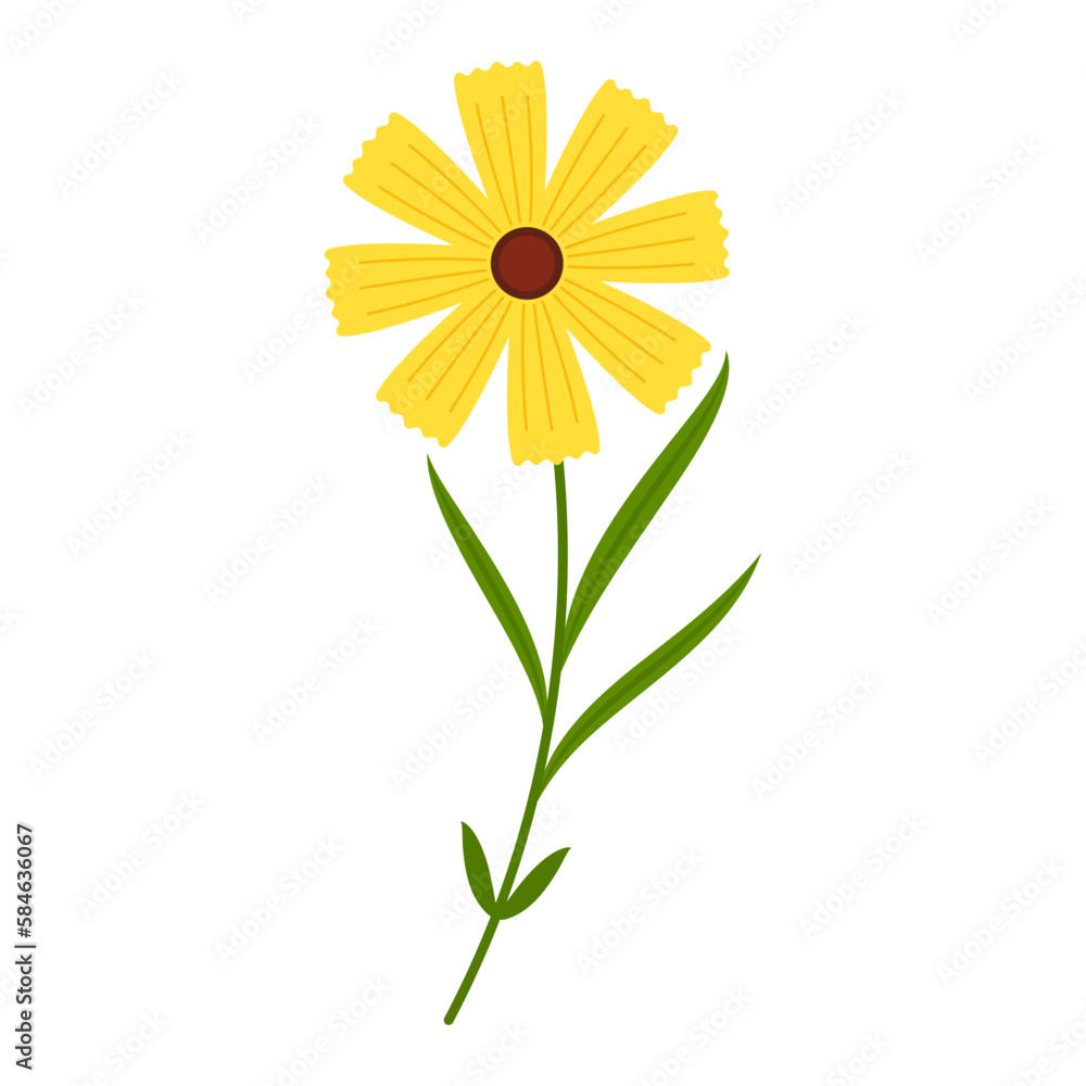 Mimosa flower vector. illustration isolated on white background. Yellow flower. Mimosa flower vector. illustration isolated on white background. Yellow flower.