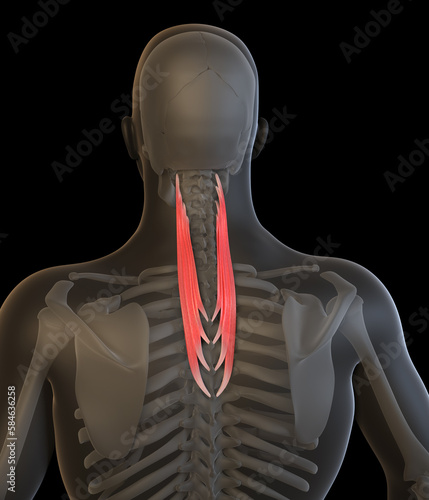 3D Illustration of the Human Splenius Cervicis Muscles photo