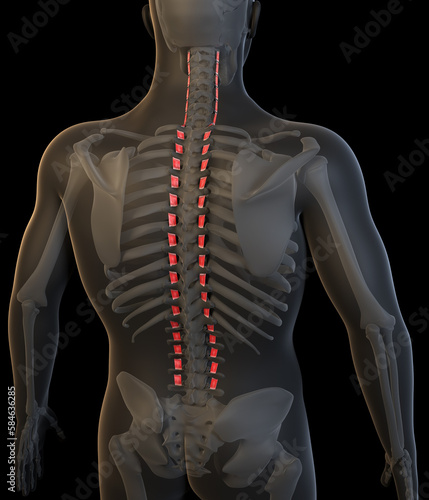 3D Illustration of the Human Intertrasversarii Muscles