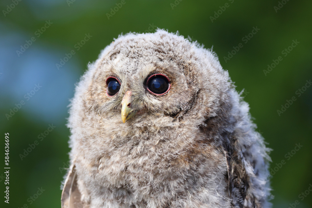 Obraz premium A portrait a Tawny Owl chick against a green background 