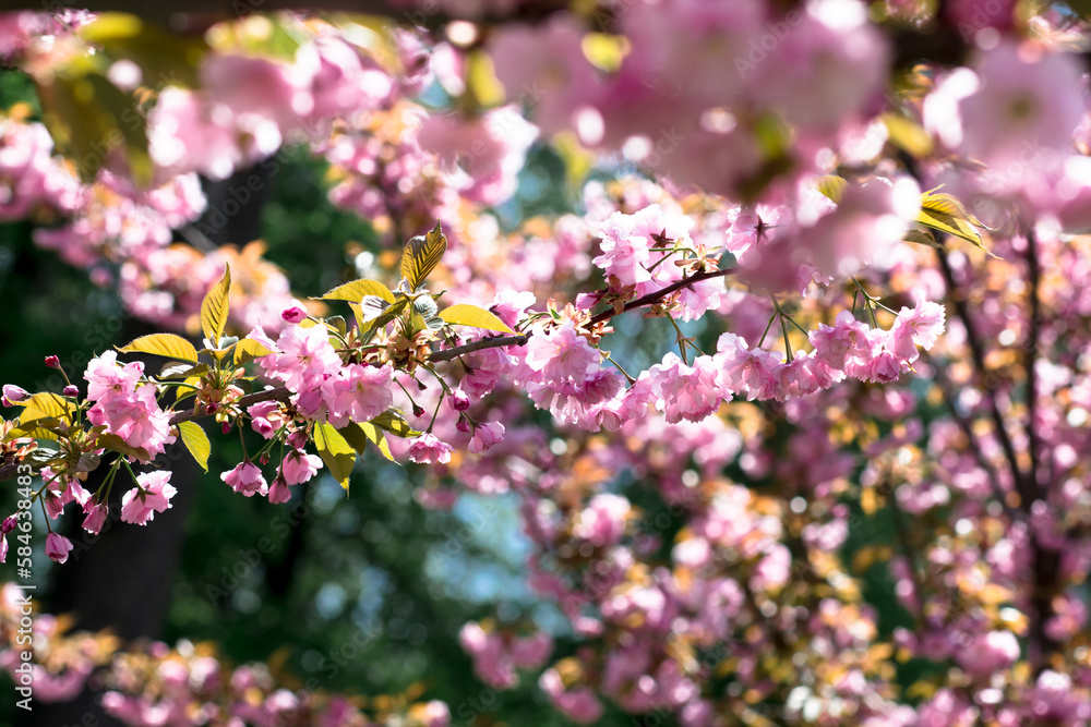 Cherry blossoms. Beautiful spring in the park Cherry blossoms. Beautiful spring in the park