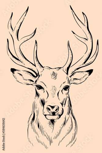 Illustration of deer