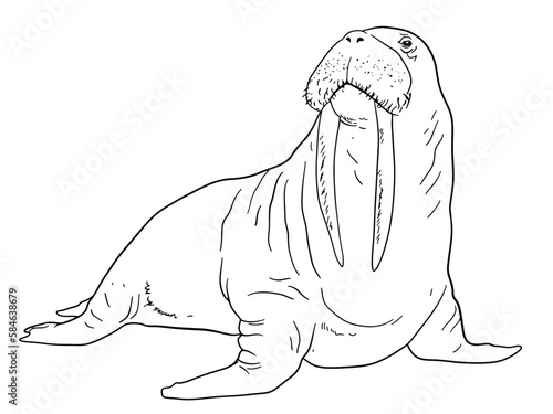 Illustration of Walrus