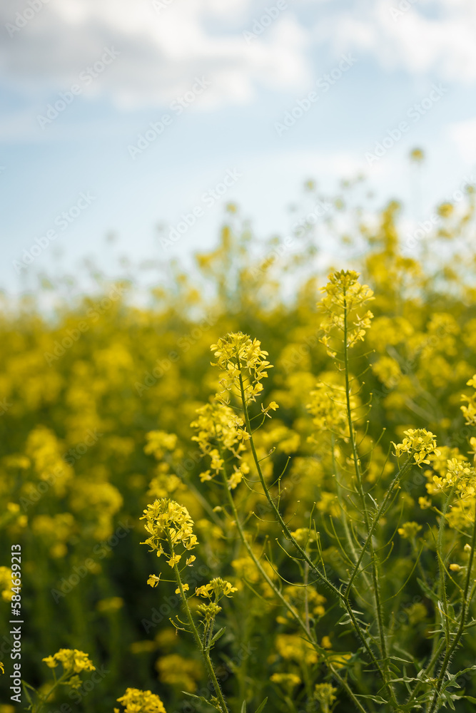 Yellow blooming rapeseed flowers or canola in Ukrainian spring natural meadow on blue cloudy sky background. Biofuel, biodiesel Yellow blooming rapeseed flowers or canola in Ukrainian spring natural meadow on blue cloudy sky background. Biofuel, biodiesel