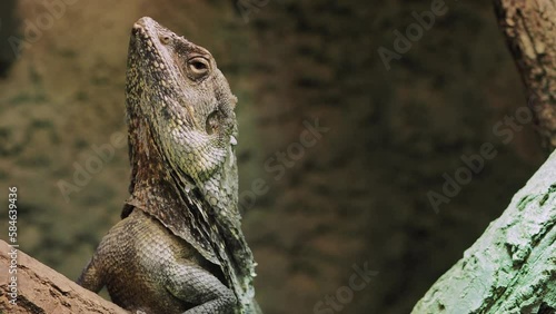 Frilled Lizard (Chlamydosaurus kingii) Clamidosaurio on tree branch