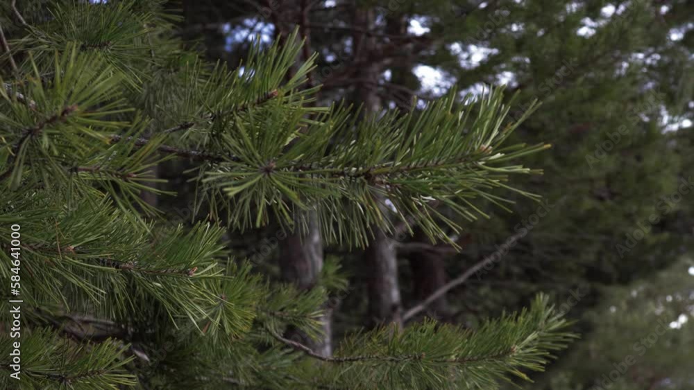 A close-up of a green branch with pine needles in the middle of a forest. Tree branches slowly moving up and down as the wind is blowing. Relaxing scenery in nature, for all landscape lovers. A close-up of a green branch with pine needles in the middle of a forest. Tree branches slowly moving up and down as the wind is blowing. Relaxing scenery in nature, for all landscape lovers.
