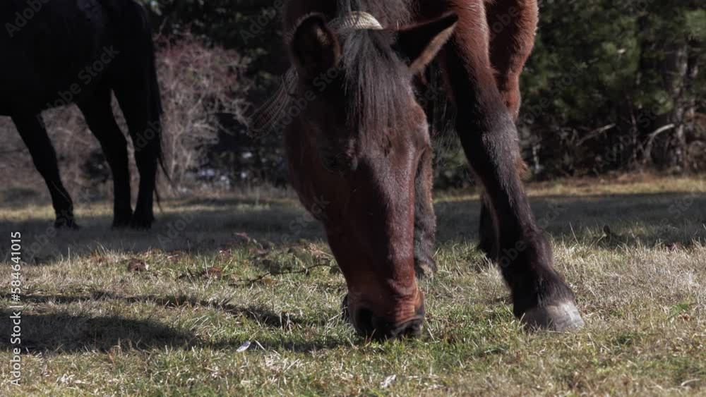 Close-up shot of a horse eating grass on a field in the countryside. Another horse relaxing on the pasture in the background. Sunny autumn day in nature. Close-up shot of a horse eating grass on a field in the countryside. Another horse relaxing on the pasture in the background. Sunny autumn day in nature.