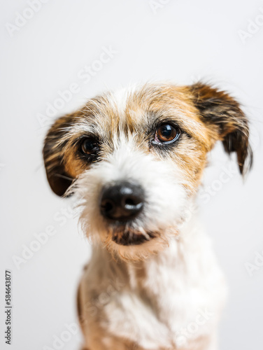 Portrait von einem kleinen Terrier Hund. Studioaufnahme, weißer Hintergrund.