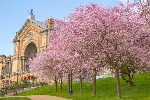 Spring time, cherry blossoms in Alexandra park in north London with landmark Alexandra Palace