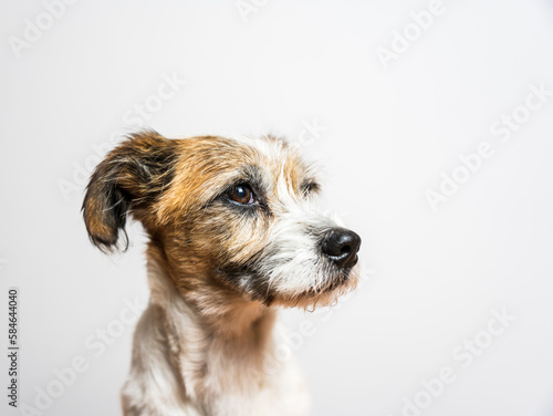 Seitansicht von einem kleinen Terrier Hund. Studioaufnahme, Portrait.
