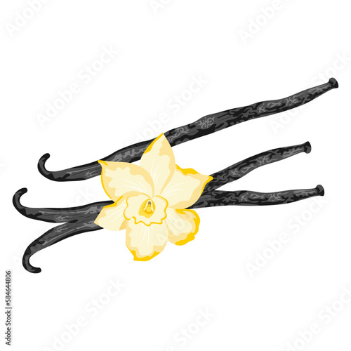 Vanilla flower and vanilla sticks isolated on the white background.