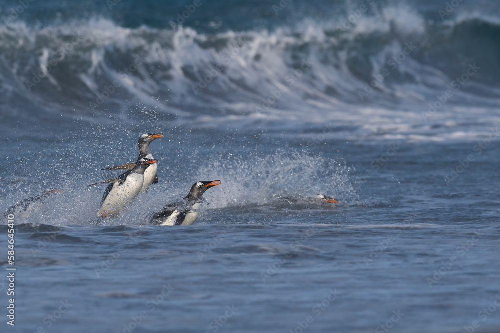 Fototapeta premium Gentoo Penguins (Pygoscelis papua) coming ashore after feeding at sea on Sea Lion Island in the Falkland Islands.