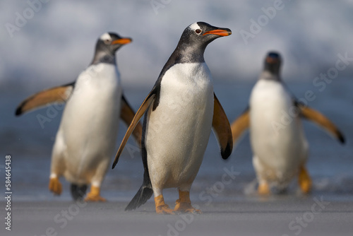 Gentoo Penguins  Pygoscelis papua  coming ashore after feeding at sea on Sea Lion Island in the Falkland Islands.