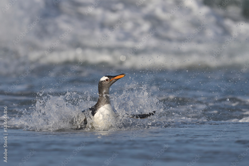 Fototapeta premium Gentoo Penguins (Pygoscelis papua) coming ashore after feeding at sea on Sea Lion Island in the Falkland Islands.
