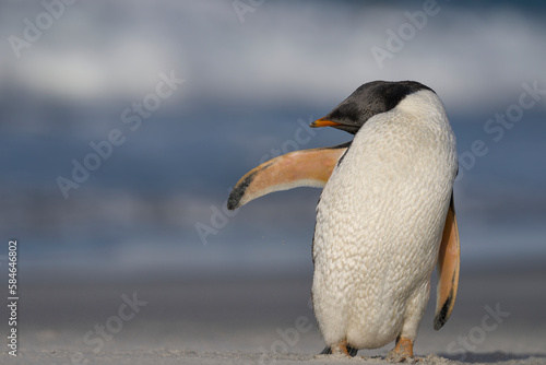 Gentoo Penguin  Pygoscelis papua  preening on the beach after coming ashore on Sea Lion Island in the Falkland Islands.