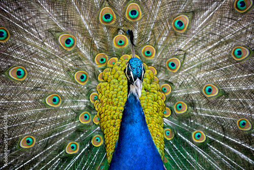 Portrait of a peacock. Macro shot of the Peacock showing his feathers. photo