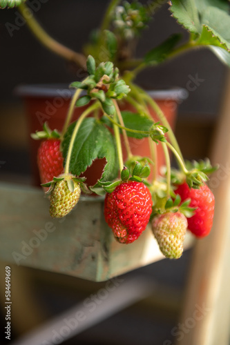Summer berries. Strawberries in the garden. Organic fruit.