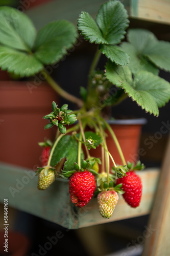 Summer berries. Strawberries in the garden. Organic fruit.
