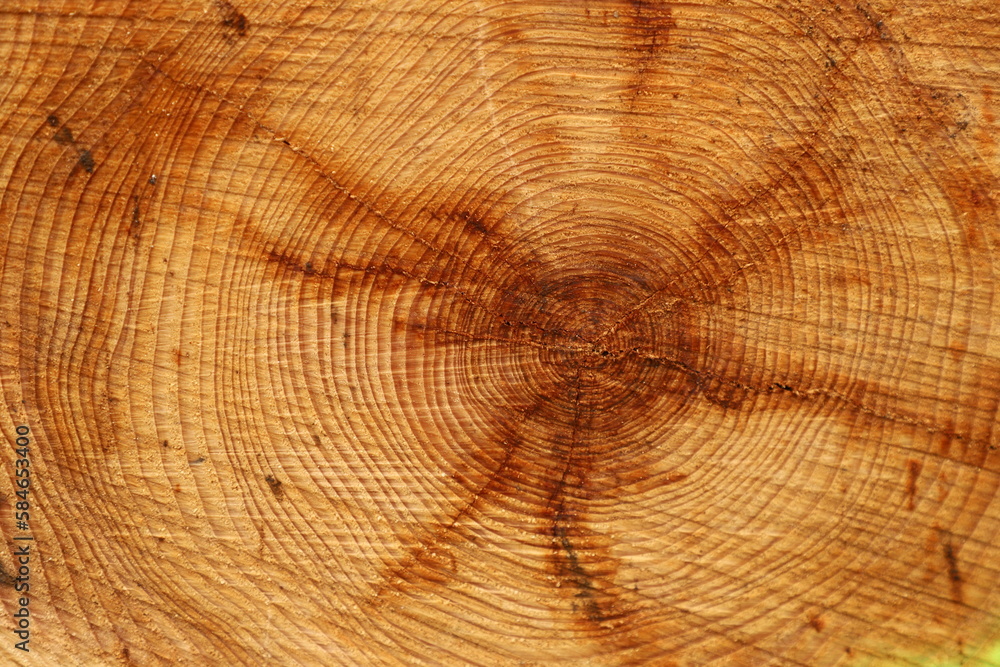 Naklejka premium coupe d'un arbre résineux