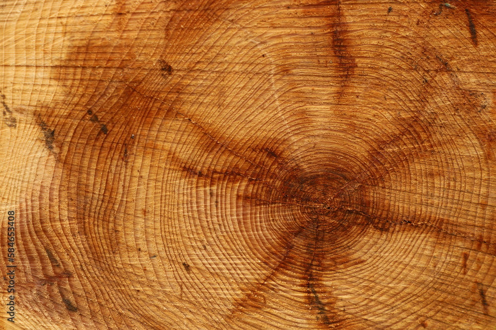 Naklejka premium coupe d'un arbre résineux