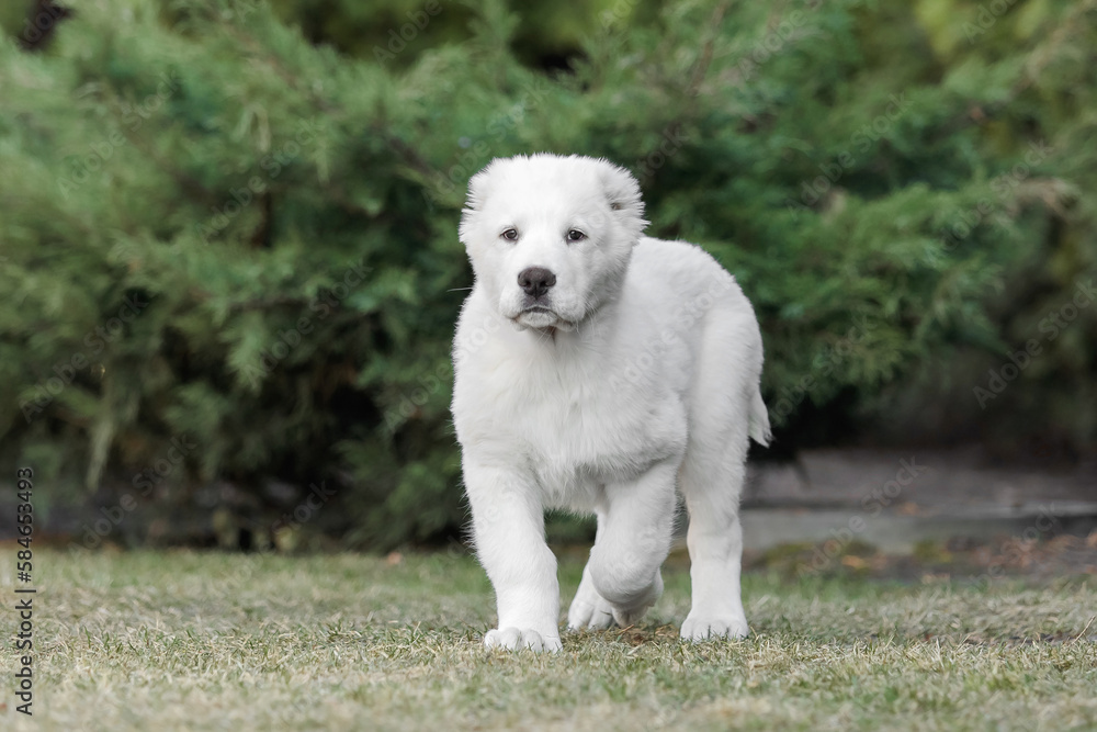Central Asian Shepherd Dog puppy. White puppy. Dog litter. Kennel. Gigant dog breed puppy Central Asian Shepherd Dog puppy. White puppy. Dog litter. Kennel. Gigant dog breed puppy
