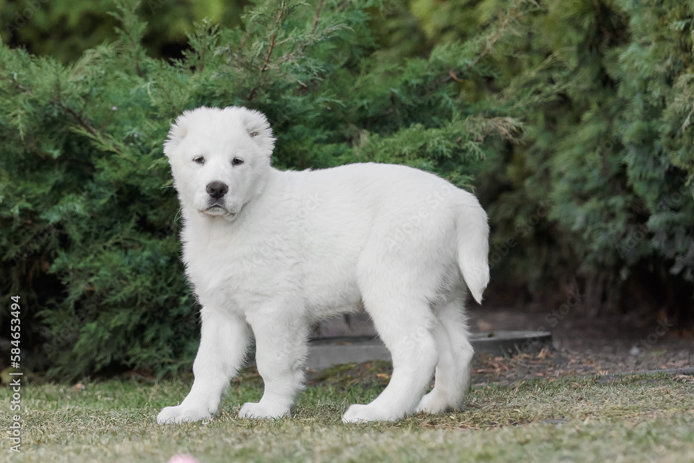 Central Asian Shepherd Dog puppy. White puppy. Dog litter. Kennel. Gigant dog breed puppy