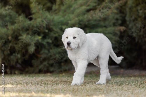 Central Asian Shepherd Dog puppy. White puppy. Dog litter. Kennel. Gigant dog breed puppy