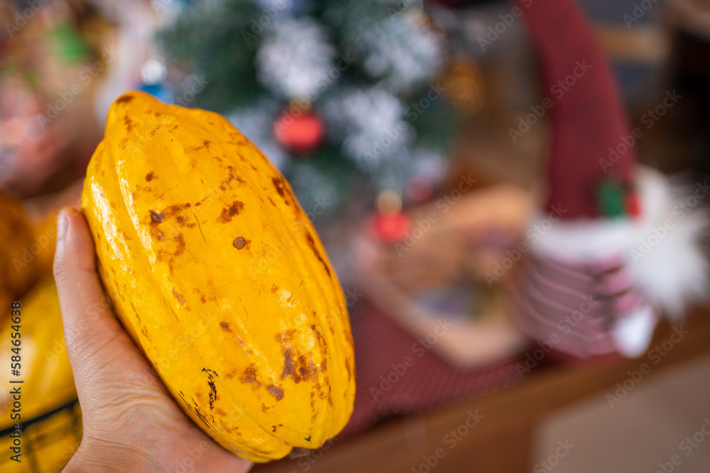 Chocolate ingredients, cocoa pods, cocoa beans, chocolate mass, cocoa