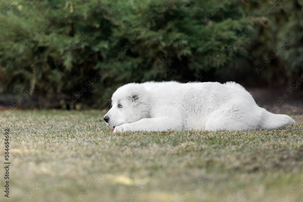 Fototapeta premium Central Asian Shepherd Dog puppy. White puppy. Dog litter. Kennel. Gigant dog breed puppy