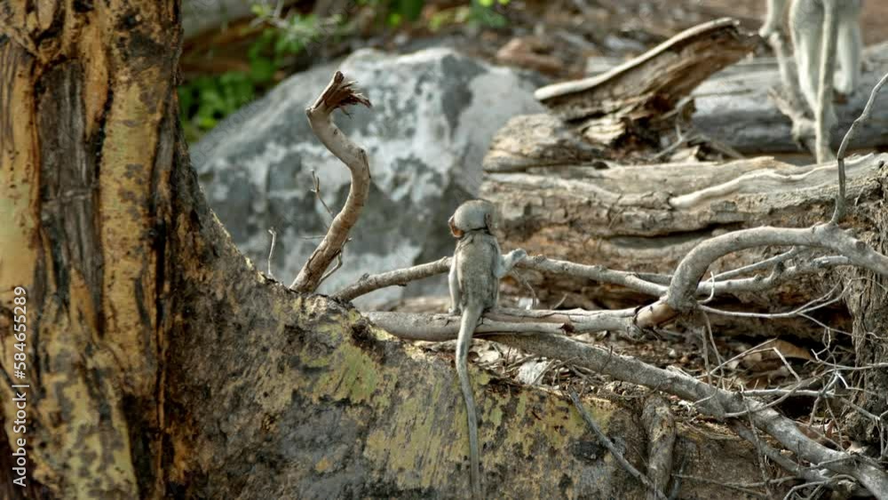 Vervet Monkeys (Chlorocebus pygerythrus) On Their Habitat Near Mzima Springs, Tsavo West National Park, Kenya. Close Up