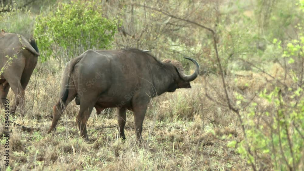 African Buffaloes On The Wild Forest In Tsavo East National Park, Kenya. Medium Shot African Buffaloes On The Wild Forest In Tsavo East National Park, Kenya. Medium Shot