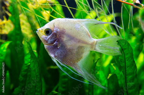 Mother-of-pearl scalaria (Latin Pterophyllum) with a beautiful body shape against a background of green algae. Marine life, exotic fish, subtropics. photo