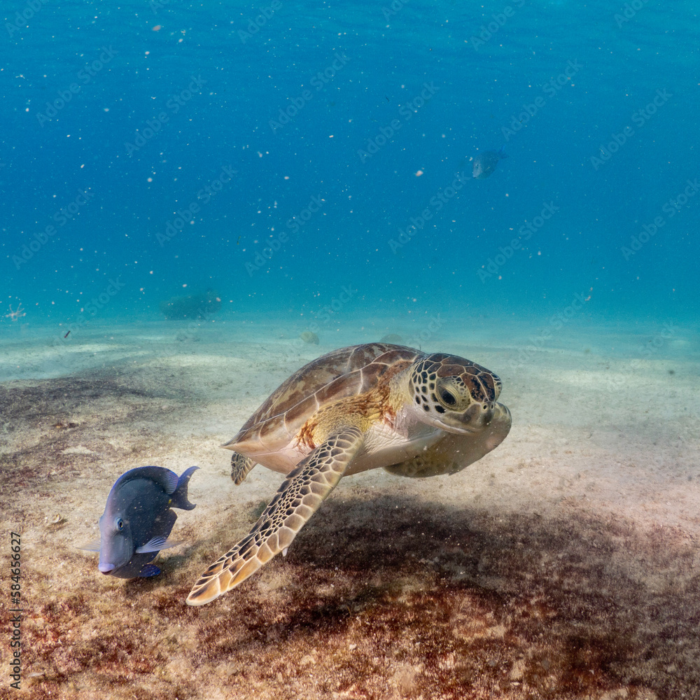 Obraz premium Sea turtle eating