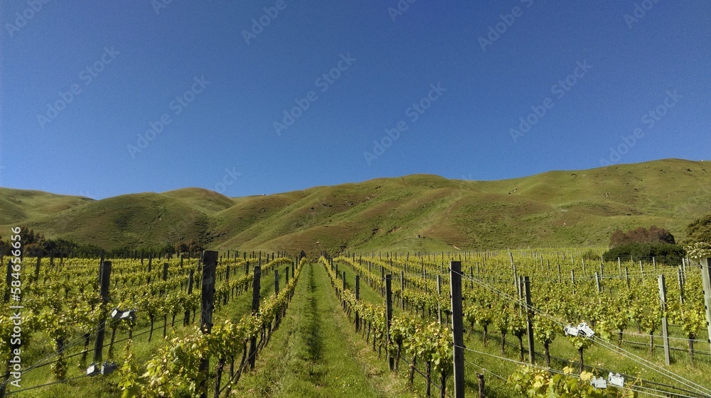 vineyard in new zealand