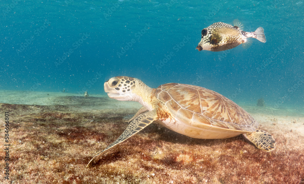 Fototapeta premium Sea turtle eating