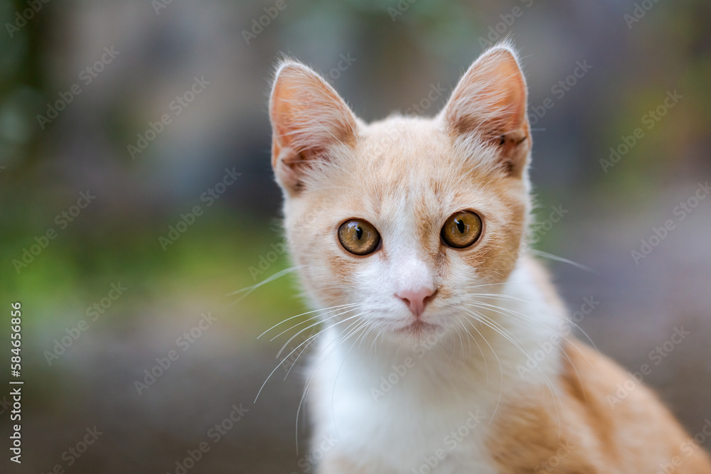 Orange cat outdoors, ginger kitten view, natural green background. Domestic fluffy cat animals spend time outside. Fluffy kitten against tree cheers, village zone.