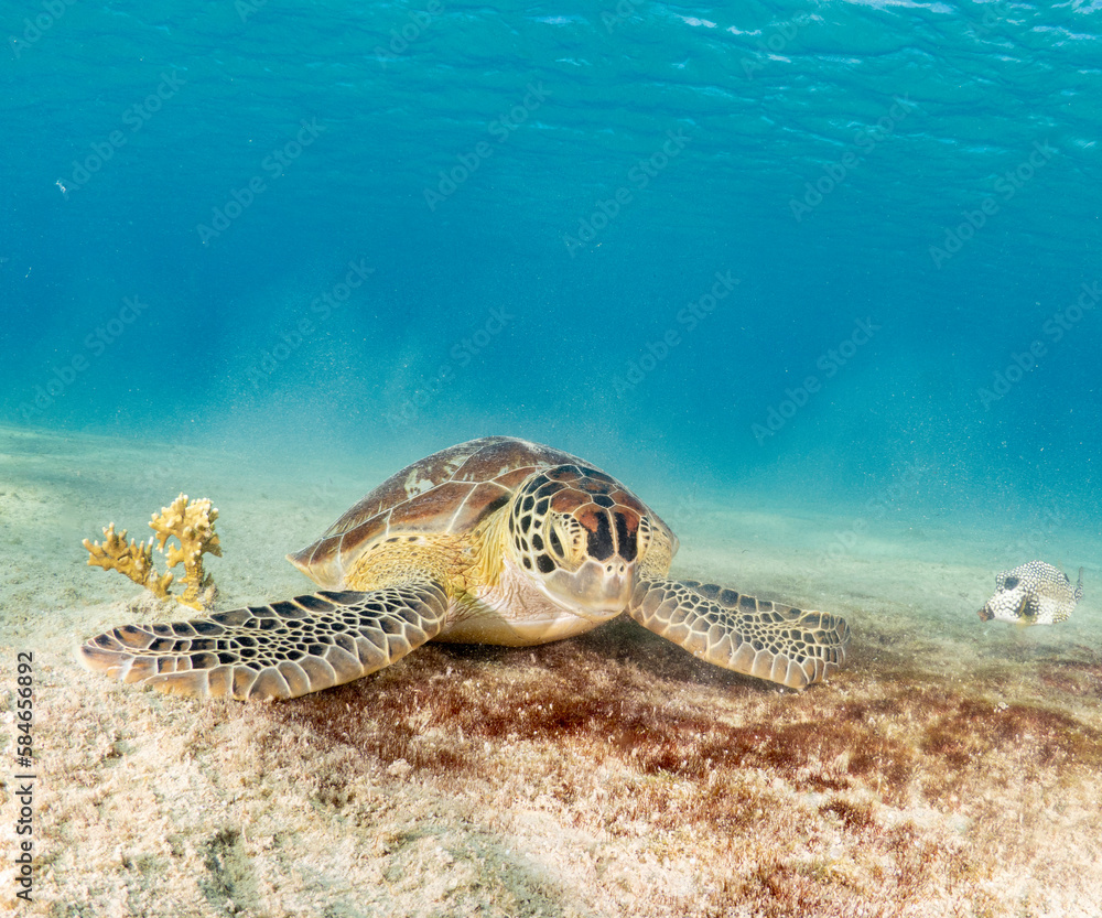 Obraz premium Sea turtle eating