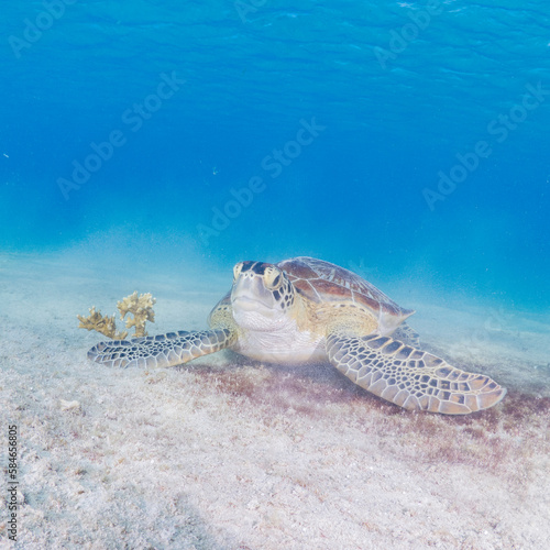Sea turtle eating