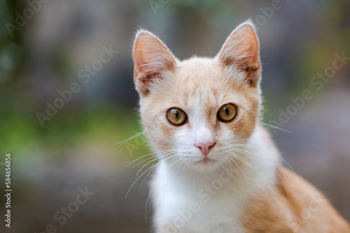 Orange cat outdoors, ginger kitten view, natural green background. Domestic fluffy cat animals spend time outside. Fluffy kitten against tree cheers, village zone.