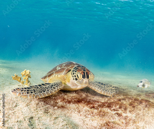 Sea turtle eating