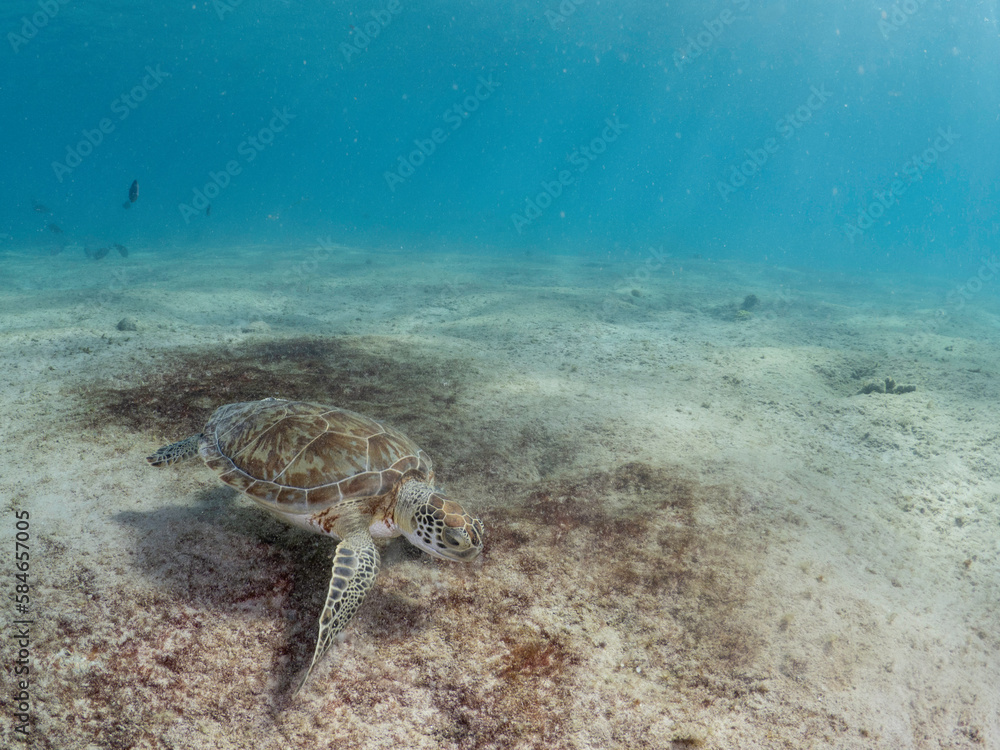 Naklejka premium Sea turtle eating