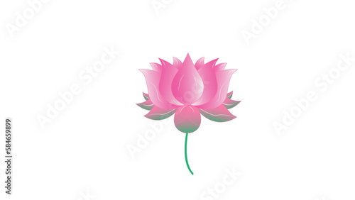 pink lotus flower illustration