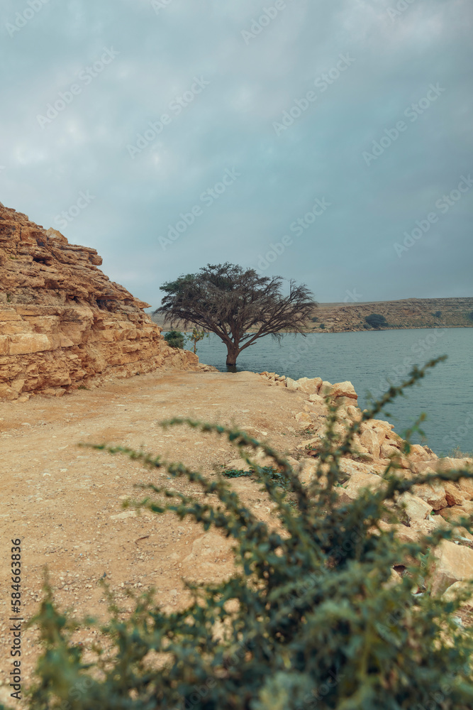 Huge tree in Salbukh Dam Lake, Saudi Arabia Huge tree in Salbukh Dam Lake, Saudi Arabia