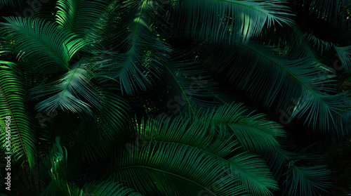 Fern leaves on dark background in forest. Dense dark green fern leaves in garden. Nature abstract background. Fern at tropical forest. Exotic plant. Beautiful dark green fern leaf texture background. © Artinun