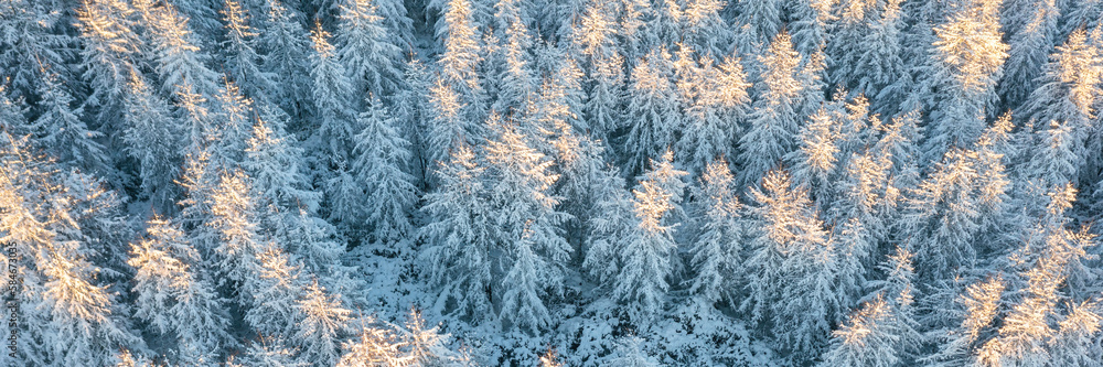 Beautiful woodland landscape with trees in the snow. Aerial photo of the winter forest. Top view of snow-covered larch trees. Cold snowy winter weather. Travel to the Far North. Wide background.