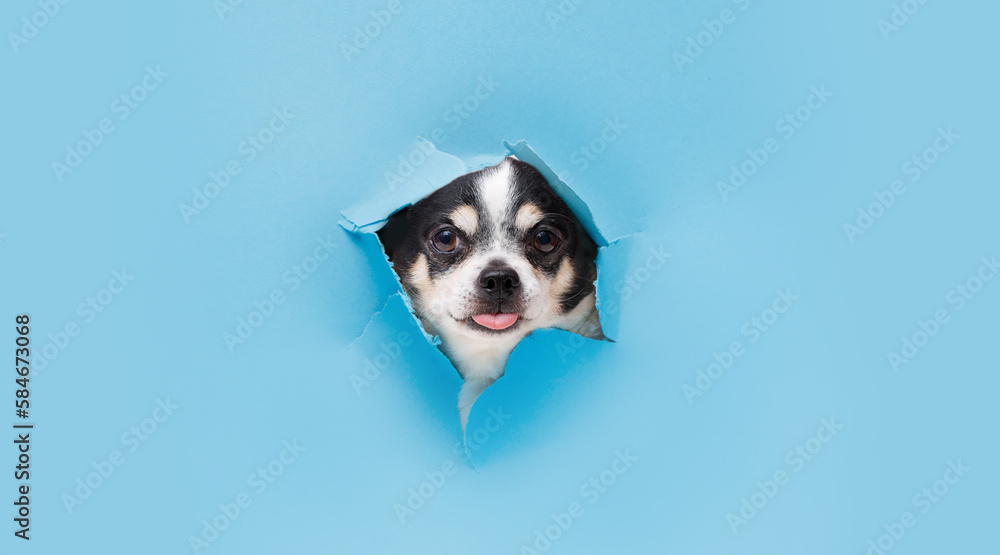 Smiling dog on trendy blue background. Lovely fluffy dog climbs out of hole in colored background. Wide angle horizontal wallpaper or web banner. Free space for text.