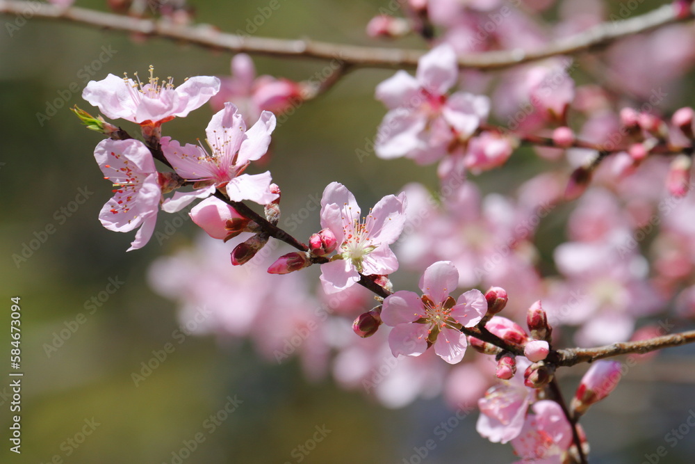 アーモンドの花 アーモンドの花