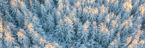 Beautiful woodland landscape with trees in the snow. Aerial photo of the winter forest. Top view of snow-covered larch trees. Cold snowy winter weather. Travel to the Far North. Wide background.