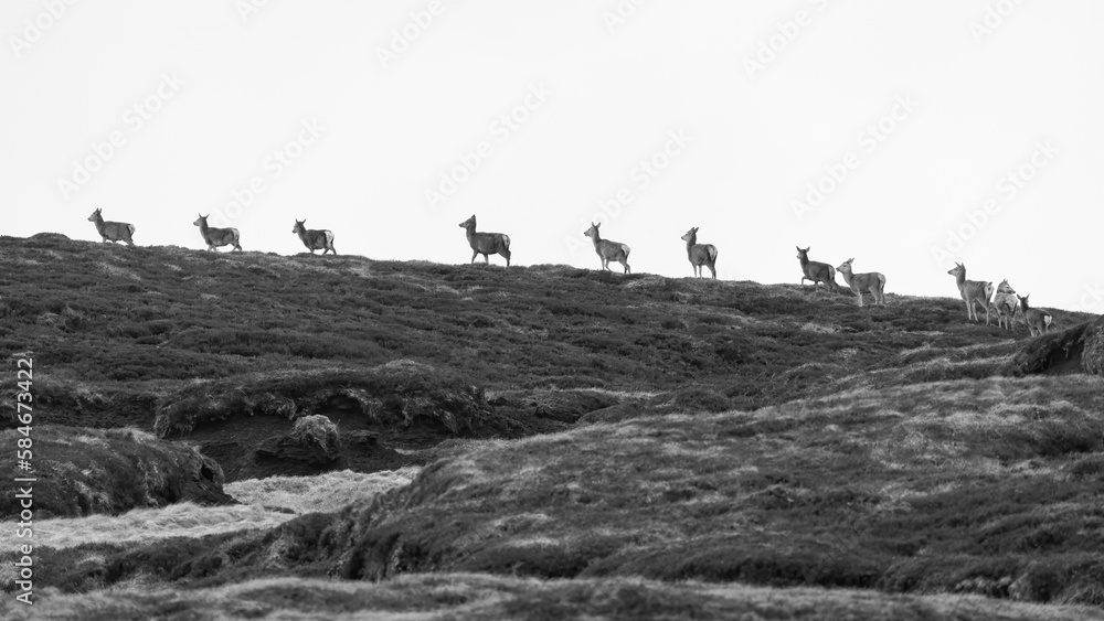 Red deer herd on the hillside, Perthshire, Scotland