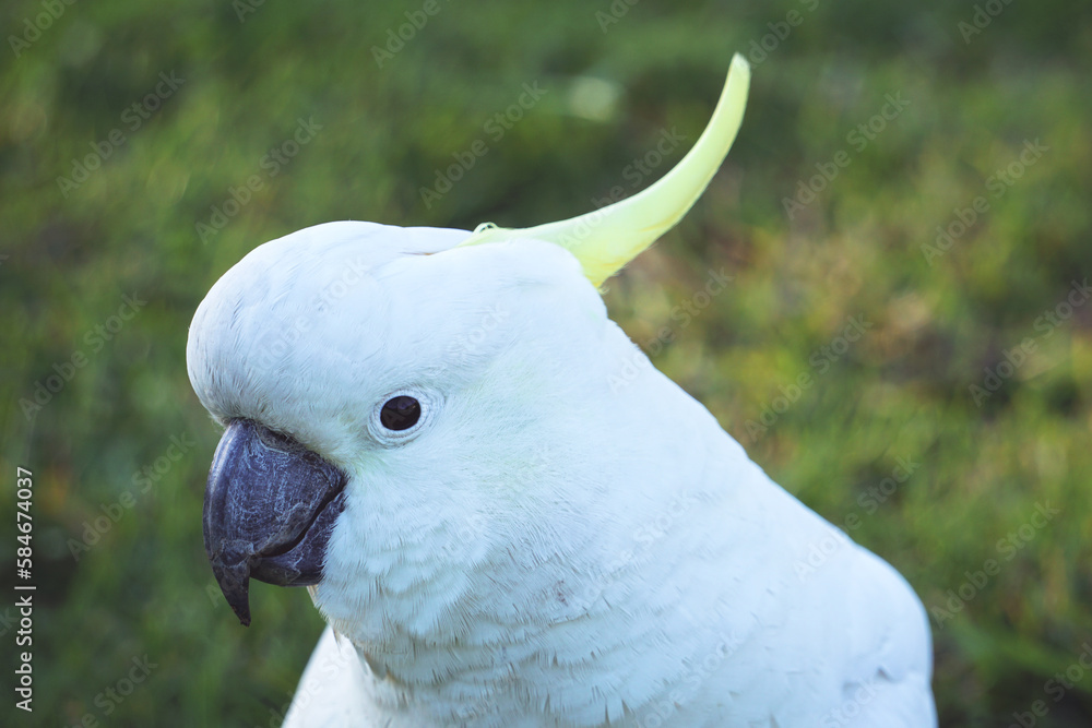 Portrait of a white Australian cockatoo.